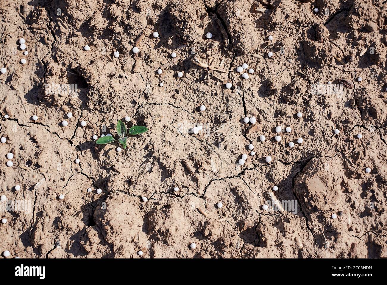 Künstlicher Stickstoffdünger auf braunem Boden. Weiße mineralische Düngekugeln - Harnstoff (Carbamid) mit kleinen nicht-biologischen Baby-Pflanzen und Sprossen. Stockfoto