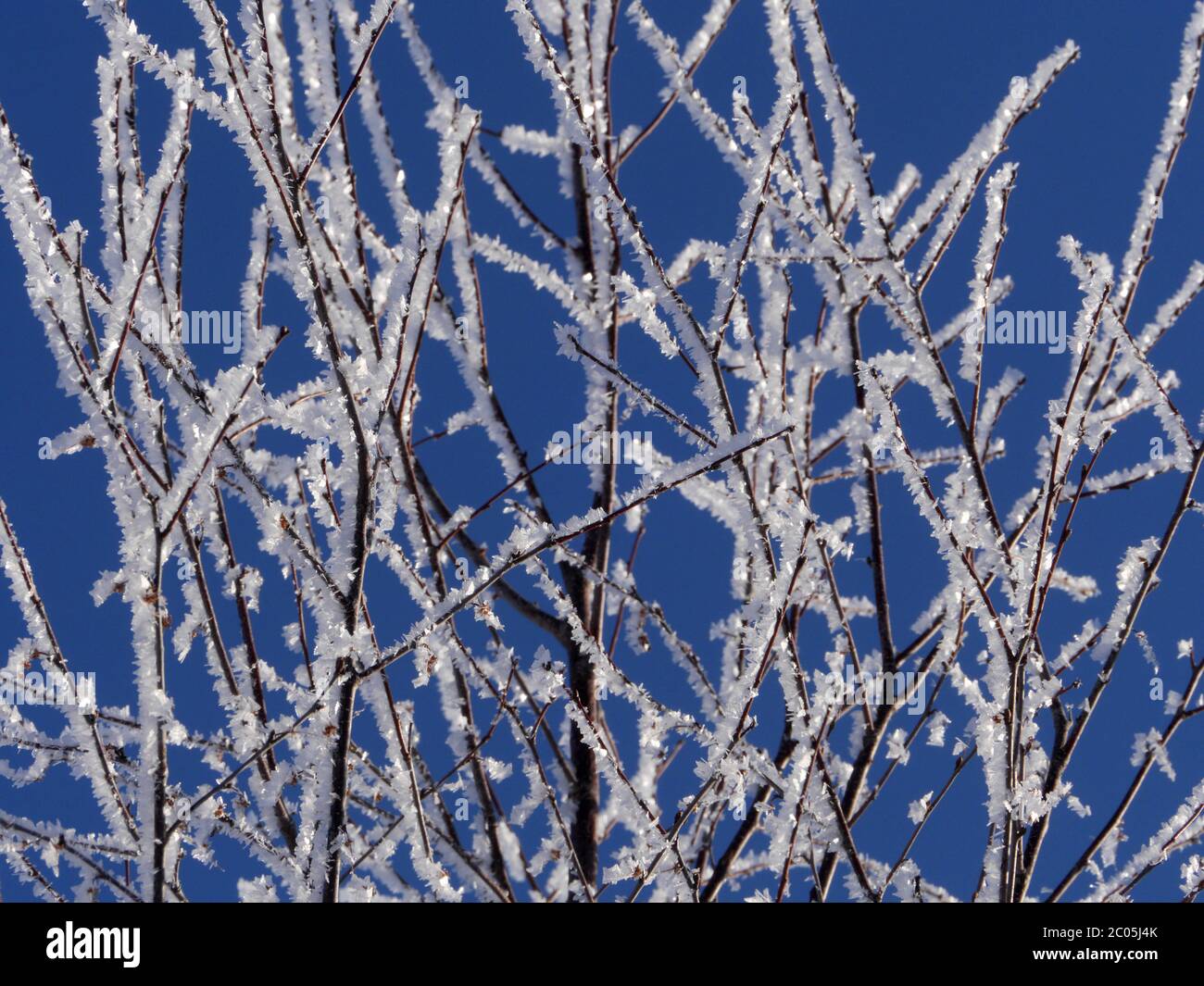 Zweige mit Frost bedeckt Stockfoto