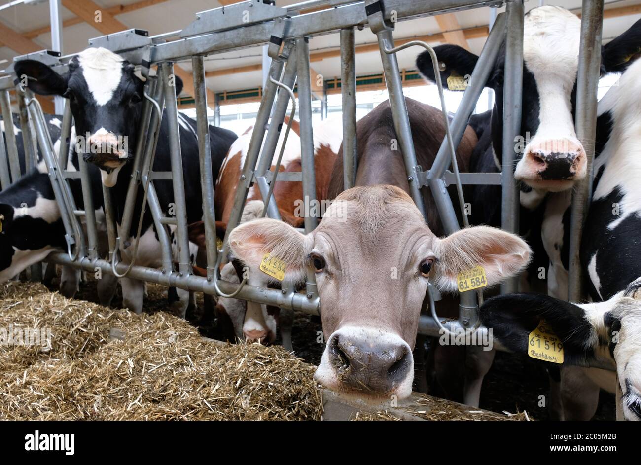 Reichenbach, Deutschland. Juni 2020. Rinder der Holstein-Friesischen ...