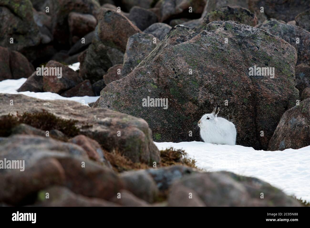Schneehase (Lepus timidus) Großbritannien Stockfoto