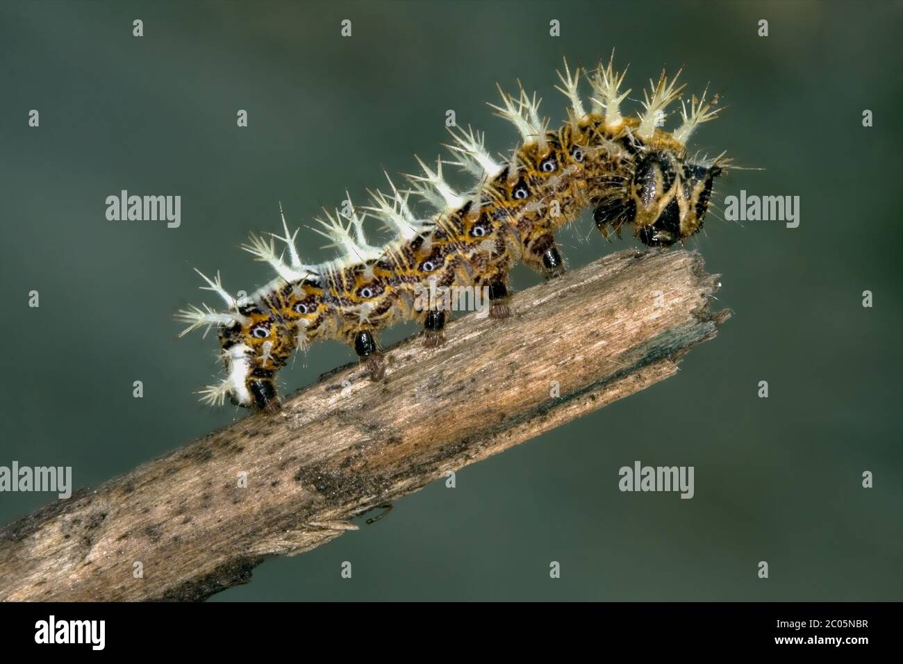 Grüne raupe mit stachel Fotos und Bildmaterial in hoher Auflösung Alamy
