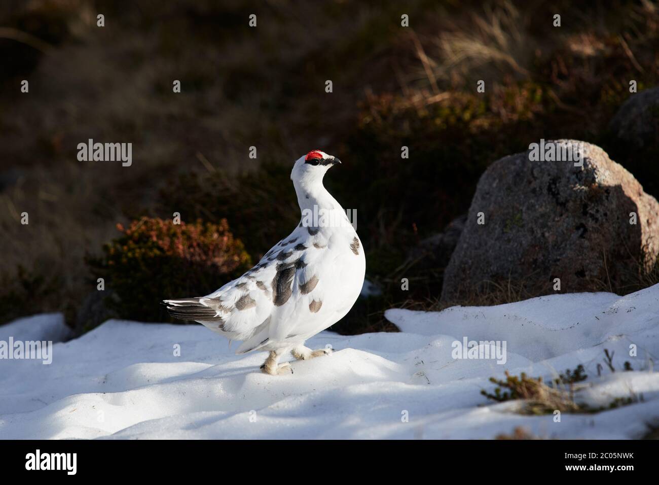 Ptarmigan (Lagopus muta) Großbritannien Stockfoto