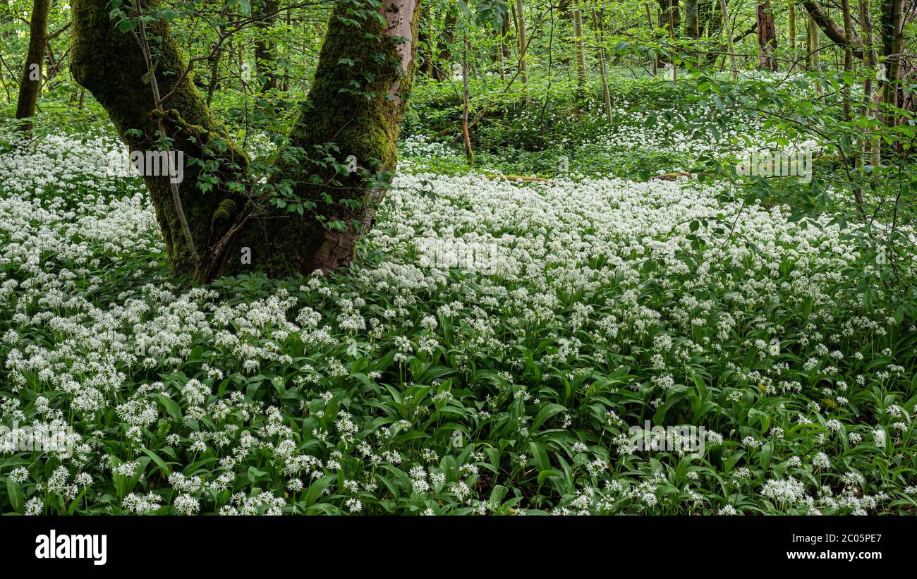 Wildblumen in schottland Fotos und Bildmaterial in hoher Auflösung Alamy