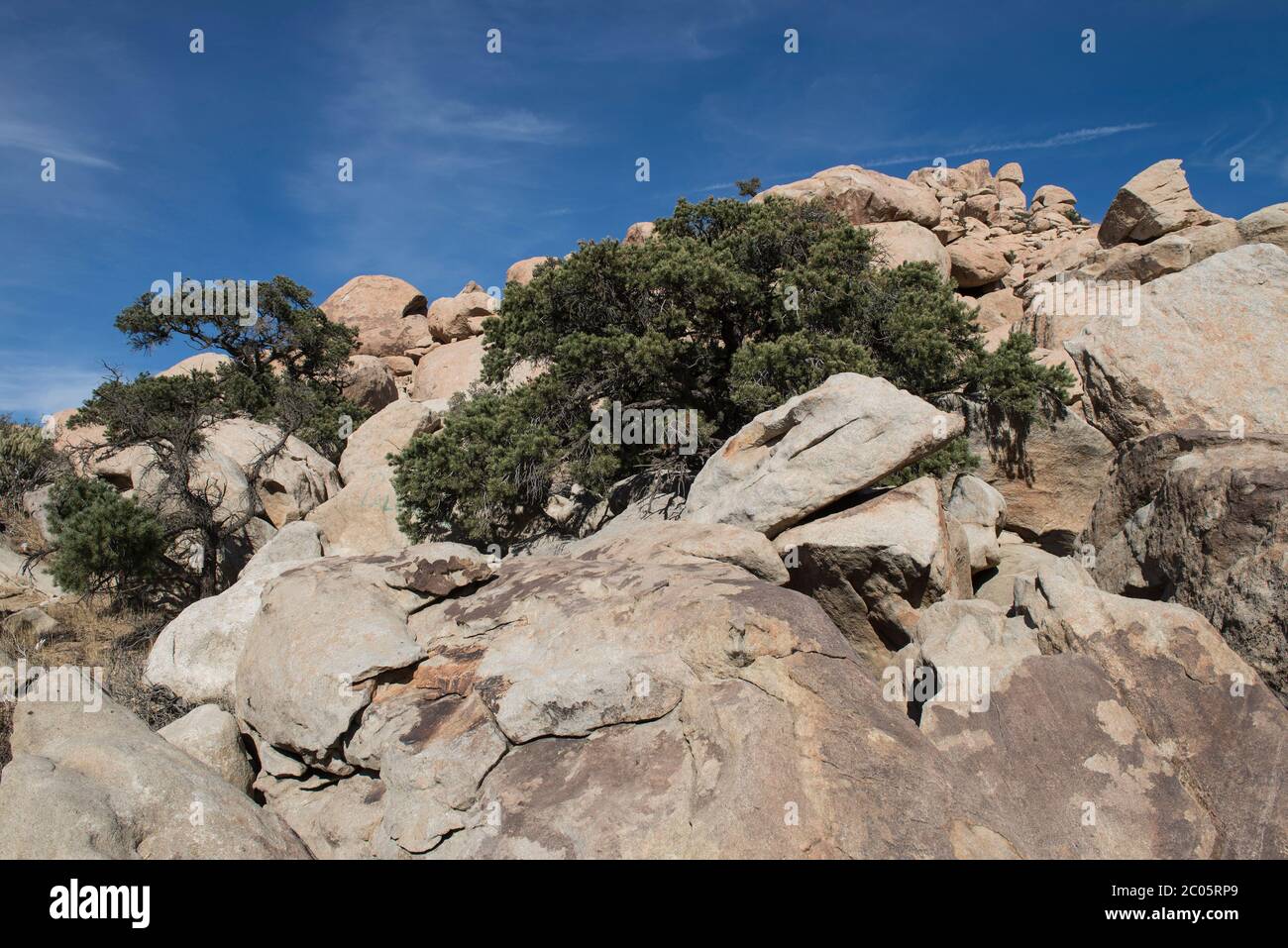 Pflanzen und Felsen in der Wüste Baja California, in der Nähe von la rumorosa, mexikanische Landschaft Stockfoto