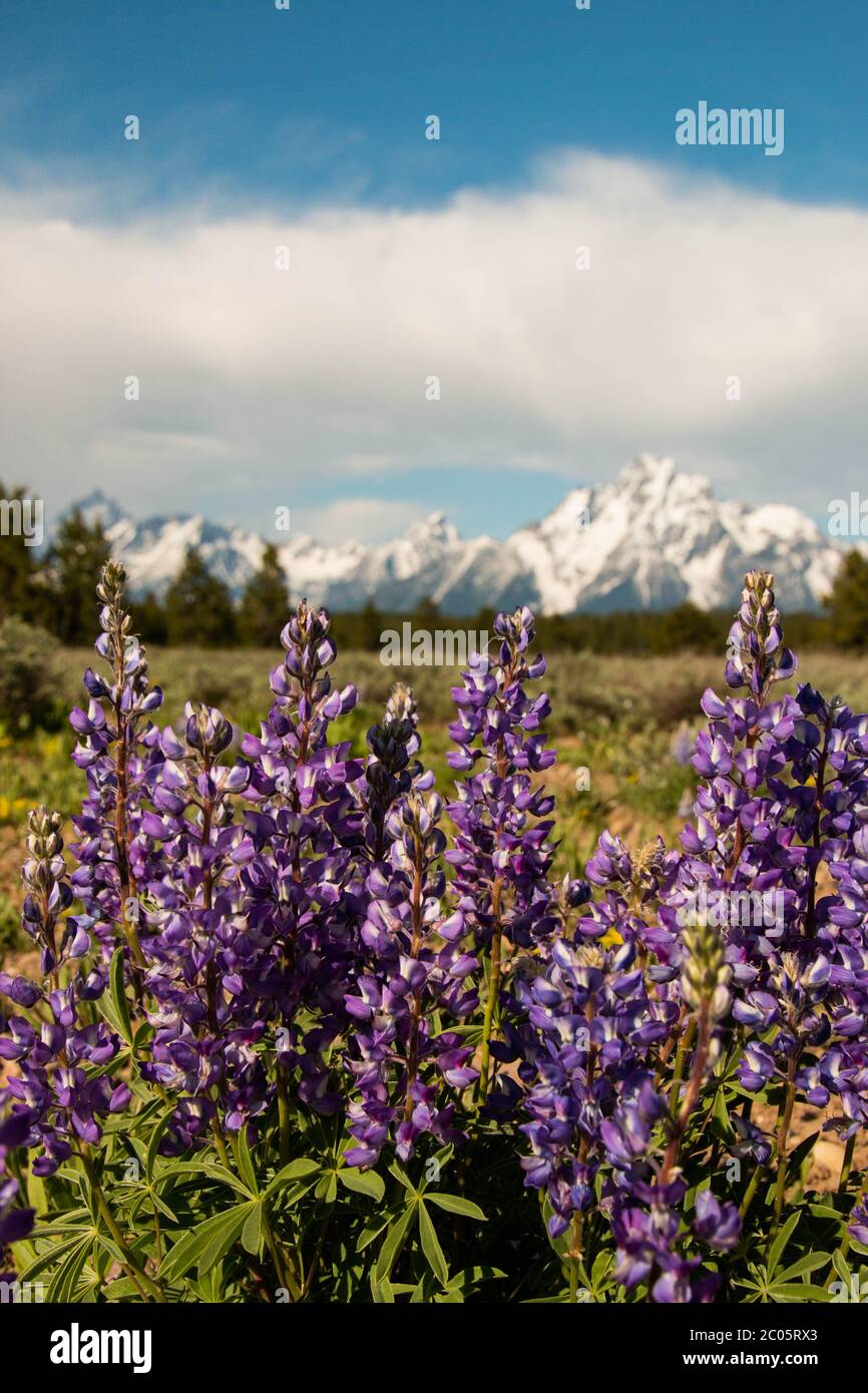 Die wilde Silberlupine blüht im Frühling über die Willow Flats mit der schneebedeckten Teton Mountain Range im Grand Teton National Park in Moose, Wyoming. Stockfoto