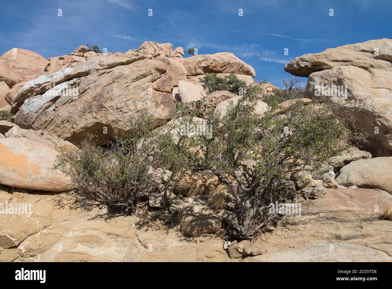 Pflanzen und Felsen in der Wüste Baja California, in der Nähe von la rumorosa, mexikanische Landschaft Stockfoto