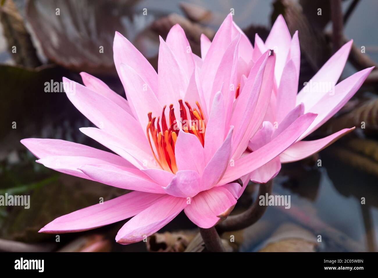 Wilde rosa wasser lilie oder Lotusblume (Nelumbo nucifera) im Wasser. Nymphaea im Teich. Indonesien, Papua Neu Guinea Stockfoto