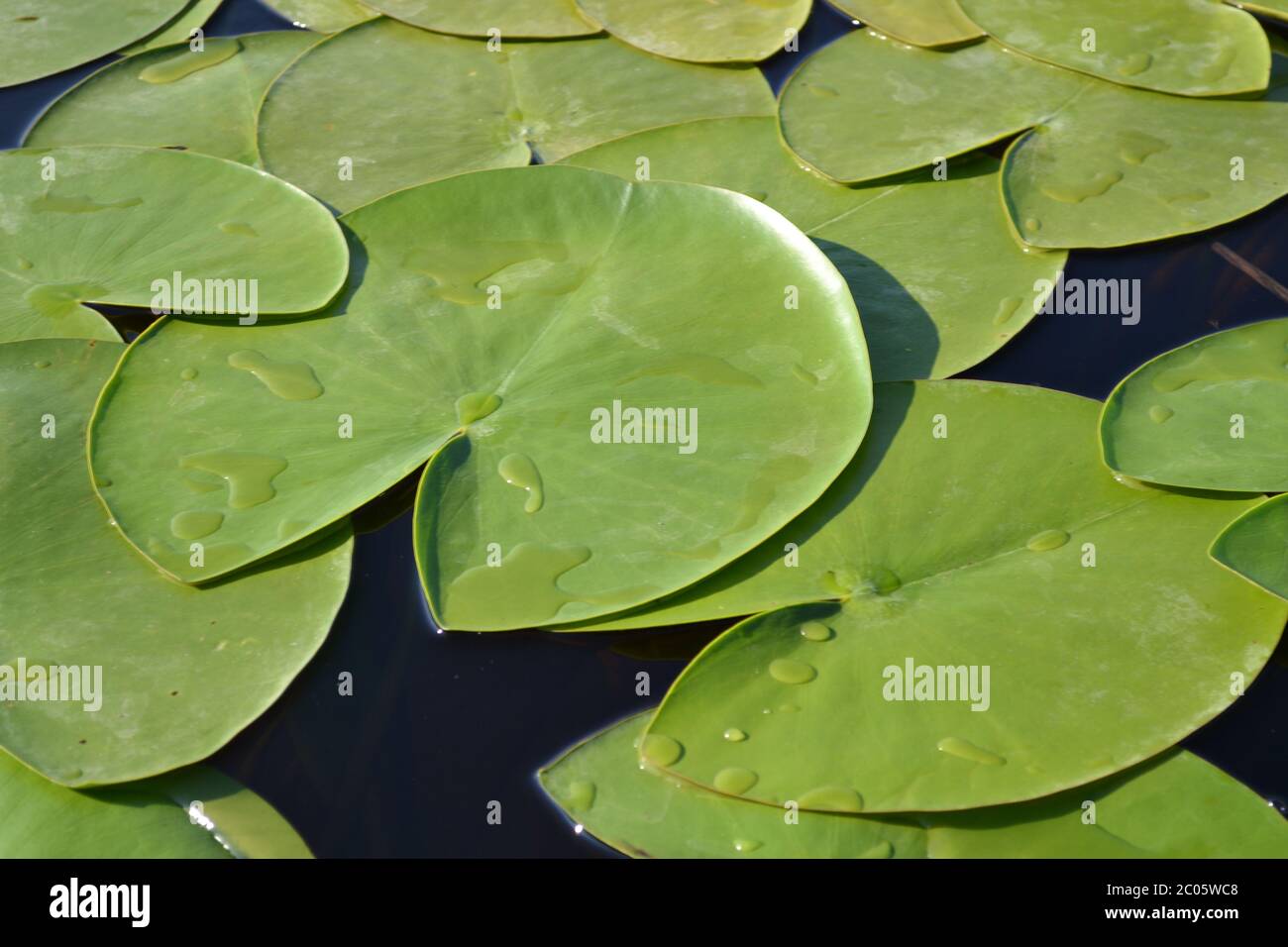 Lily leaves Fotos und Bildmaterial in hoher Auflösung Alamy