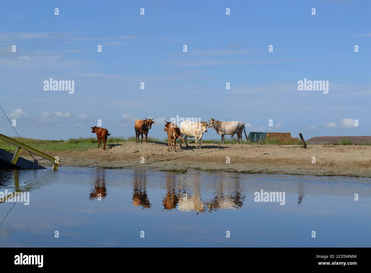 Fotogene Kühe am Fluss Stockfoto