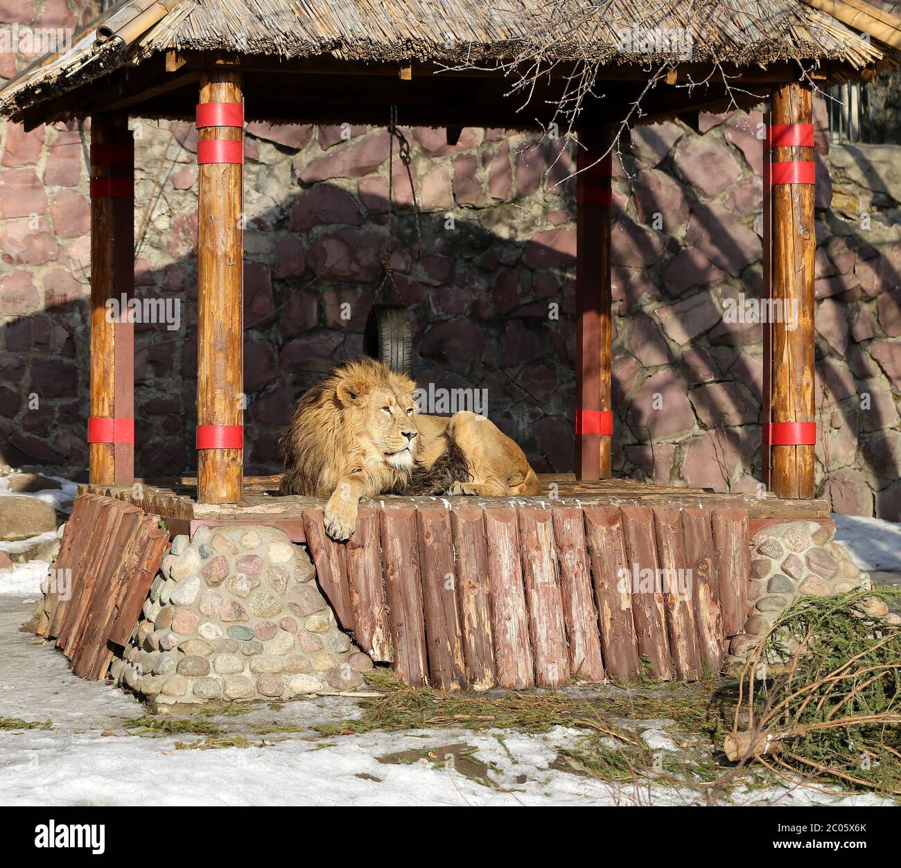 Großer, schöner Löwe Stockfoto