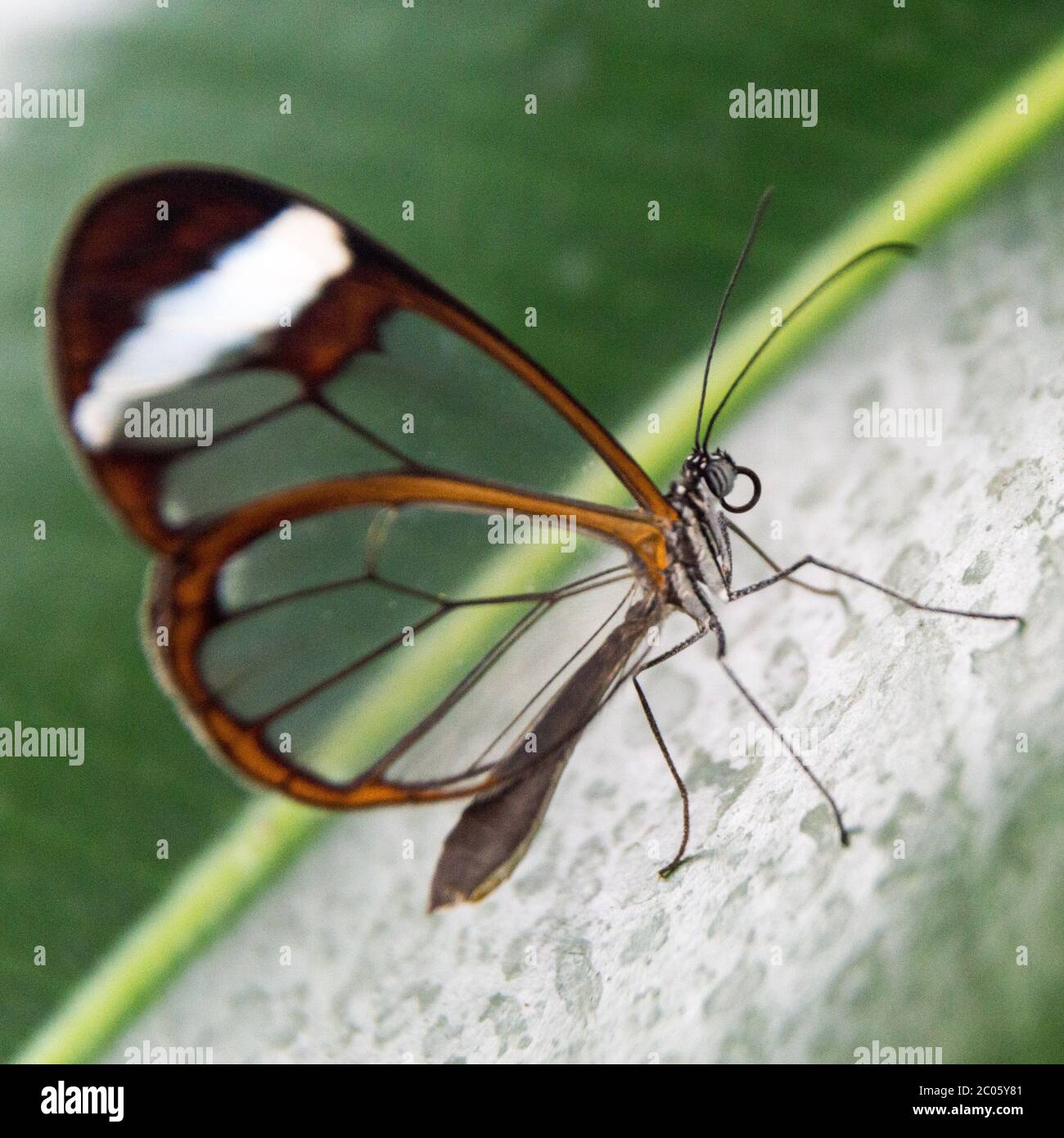 Nahaufnahme des Schmetterlings Greta morgane mit Glasflügeln Stockfoto