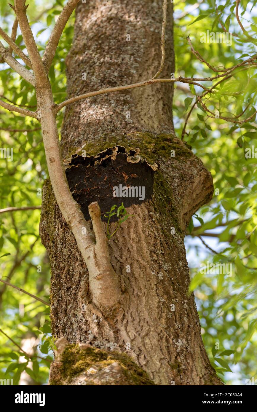 Hampshire, England, Großbritannien. Juni 2020. Shaggy Polypore wächst auf der Rinde einer Esche in Hampshire, Südengland, Großbritannien Stockfoto