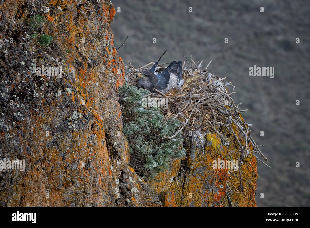 Schwarzkastiger Bussardler (Geranoaetus melanoleucus australis) nistet auf einer Klippe, Coyhaique Alto, Region Aysen, Patagonien, Chile Stockfoto