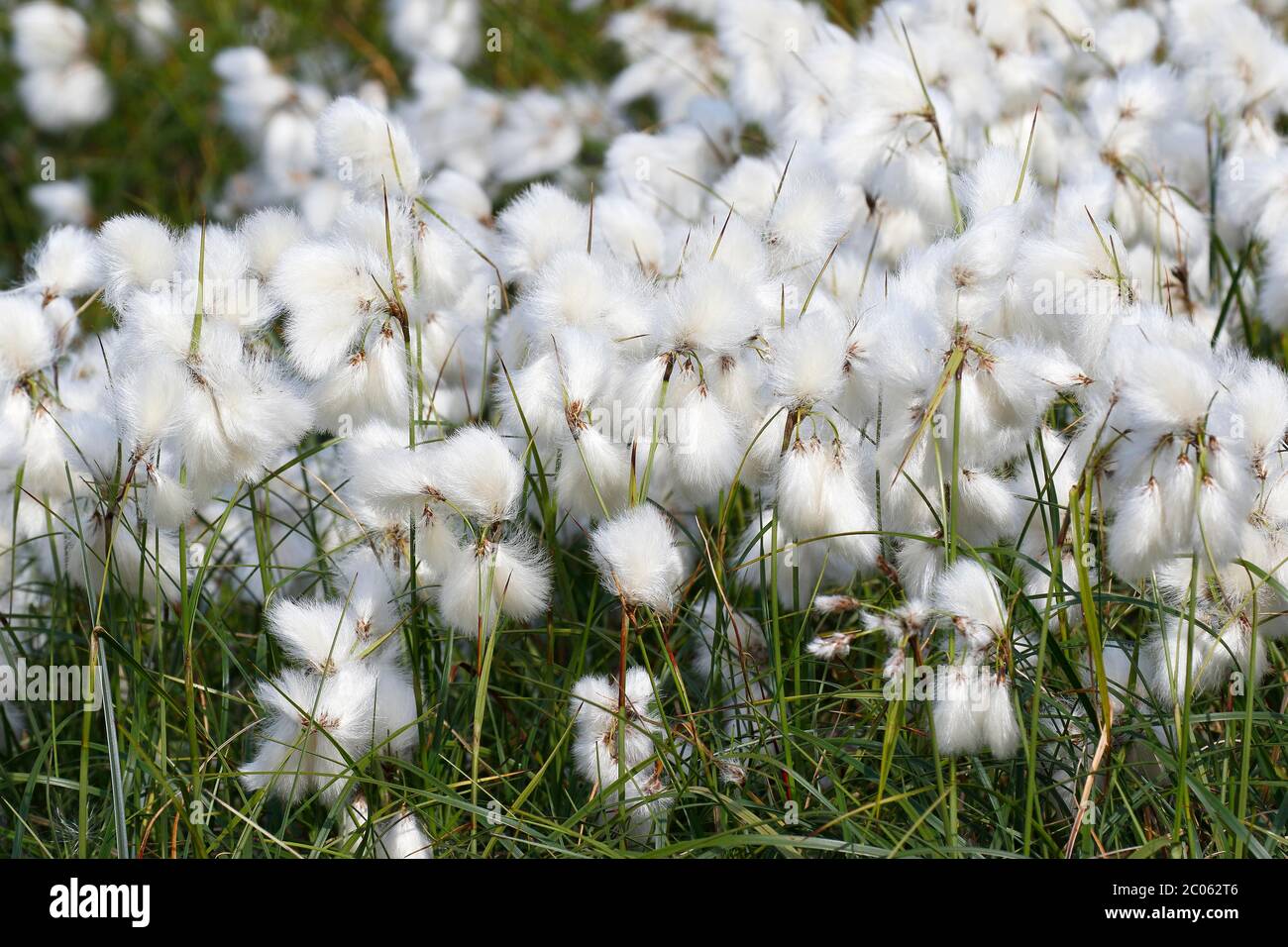 Gewöhnliches Baumwollgras (Eriophorum angustifolium), Fruchtcluster in Mooren, Schleswig-Holstein, Deutschland Stockfoto