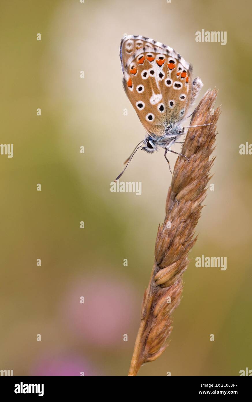 Gossamer-Flügelfalter (Lycaenidae) auf Gras, Bayern, Deutschland Stockfoto