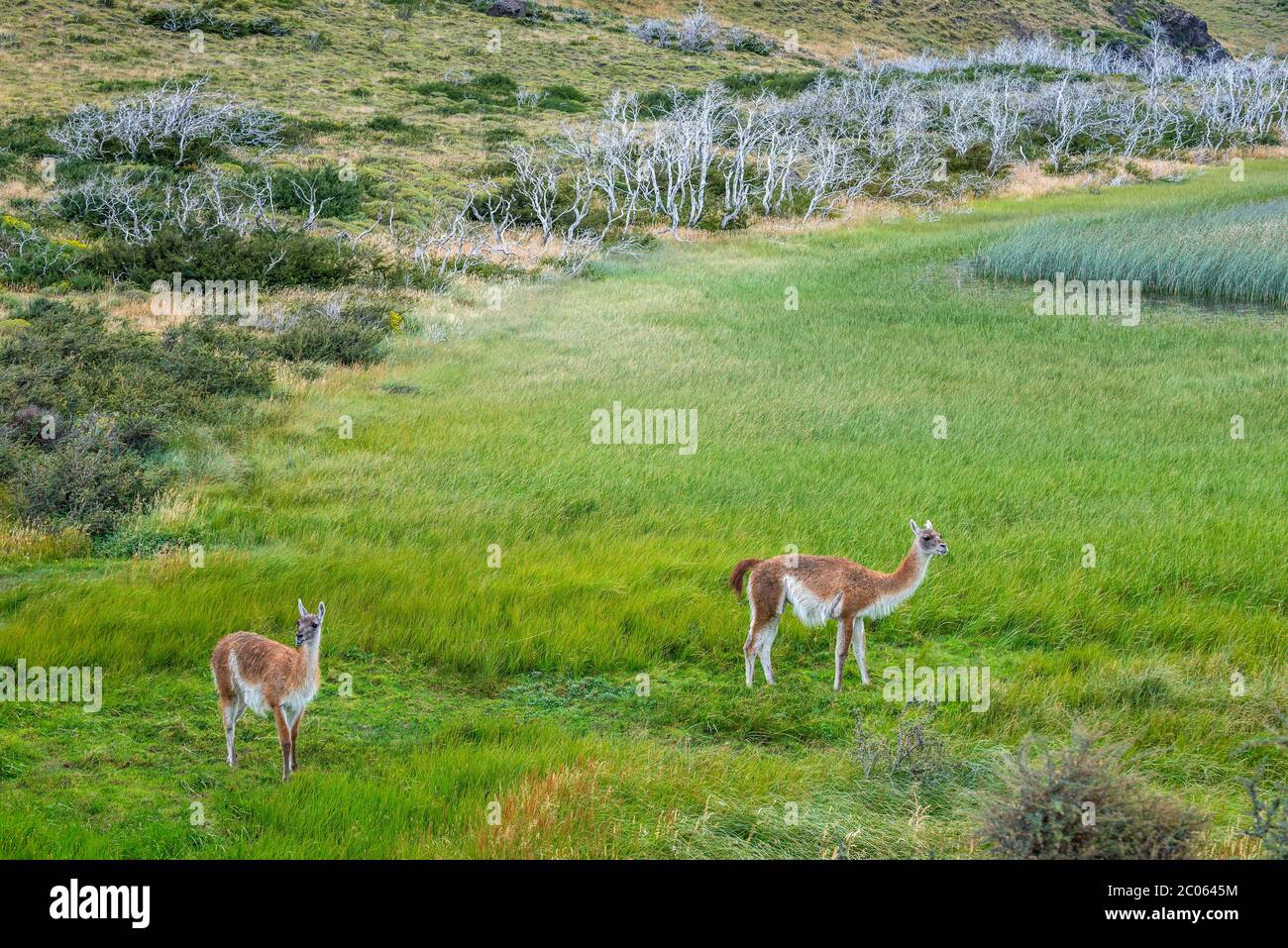 Guanacos (Llama guanicoe), zwei Tiere auf dem Feld, Torres del Paine Nationalpark, Region de Magallanes y de la Antarktis Chilena, Patagonien Stockfoto
