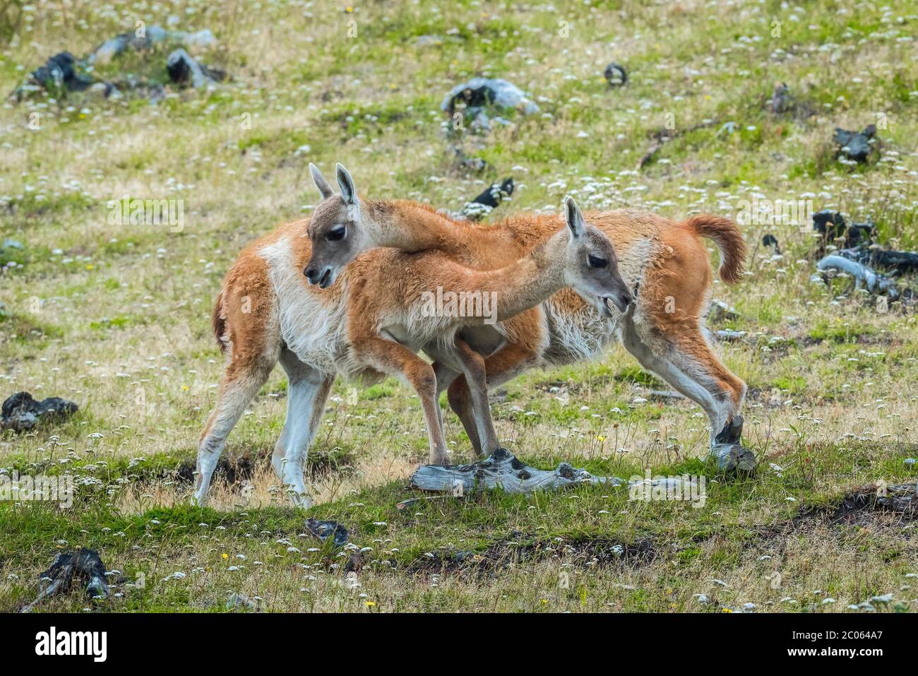 Guanaco (Llama guanicoe), zwei Tiere im spielerischen Kampf, Nationalpark Torres del Paine, Region de Magallanes y de la Antarktis Chilena, Patagonien Stockfoto