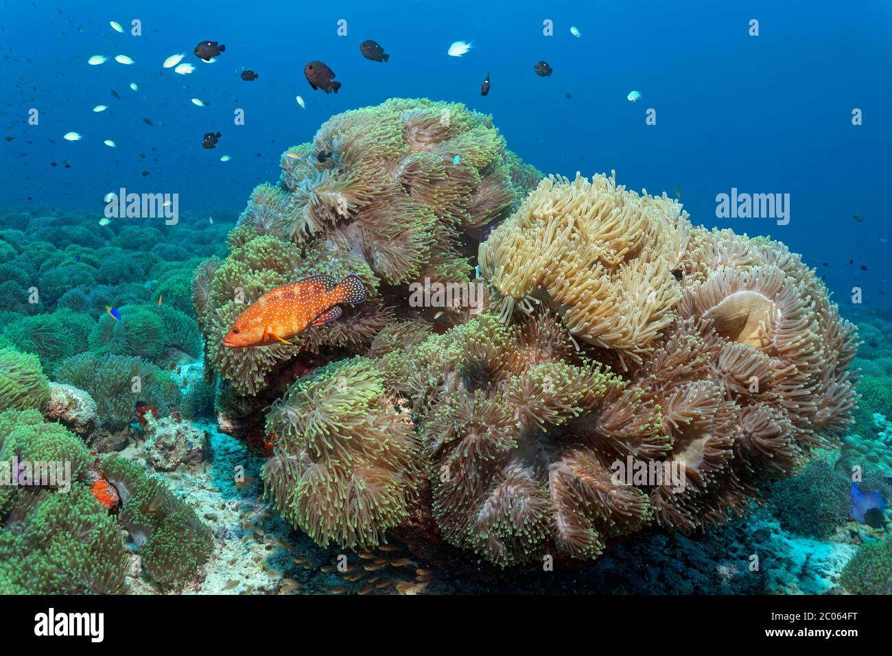 Vermillion Seebarsch (Cephalopholis miniata), auf Anemonenfeld mit herrlichen Seeanemonen (Heteractis magnifica), Great Barrier Reef, Korallenmeer Stockfoto