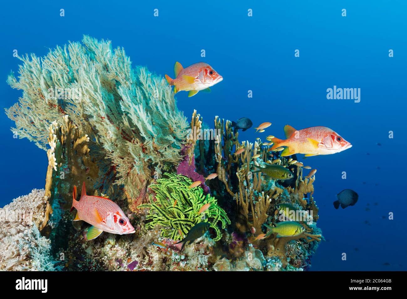 Korallenblock mit verschiedenen Steinkorallen (Scleractinia), Melithaea gorgonian (Melithaea sp.), Federstern, Gelb (Crinoidea) und Säbelquirrelfisch Stockfoto