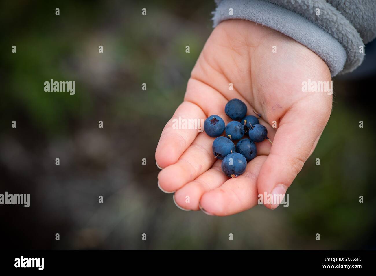 Kinderhand mit reifen Blaubeeren, Heidelbeeren (Vaccinium myrtillus), Südisland, Island Stockfoto
