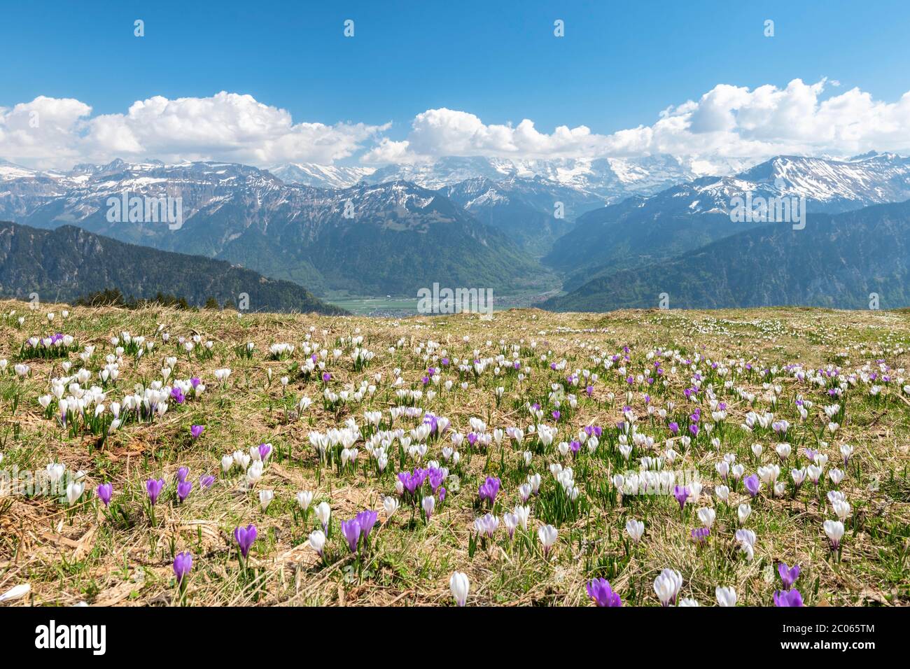 Krokuswiese bei Beatenberg am Niederhorn, Berner Alpen, Interlaken, Berner Oberland, Kanton Bern, Schweiz Stockfoto