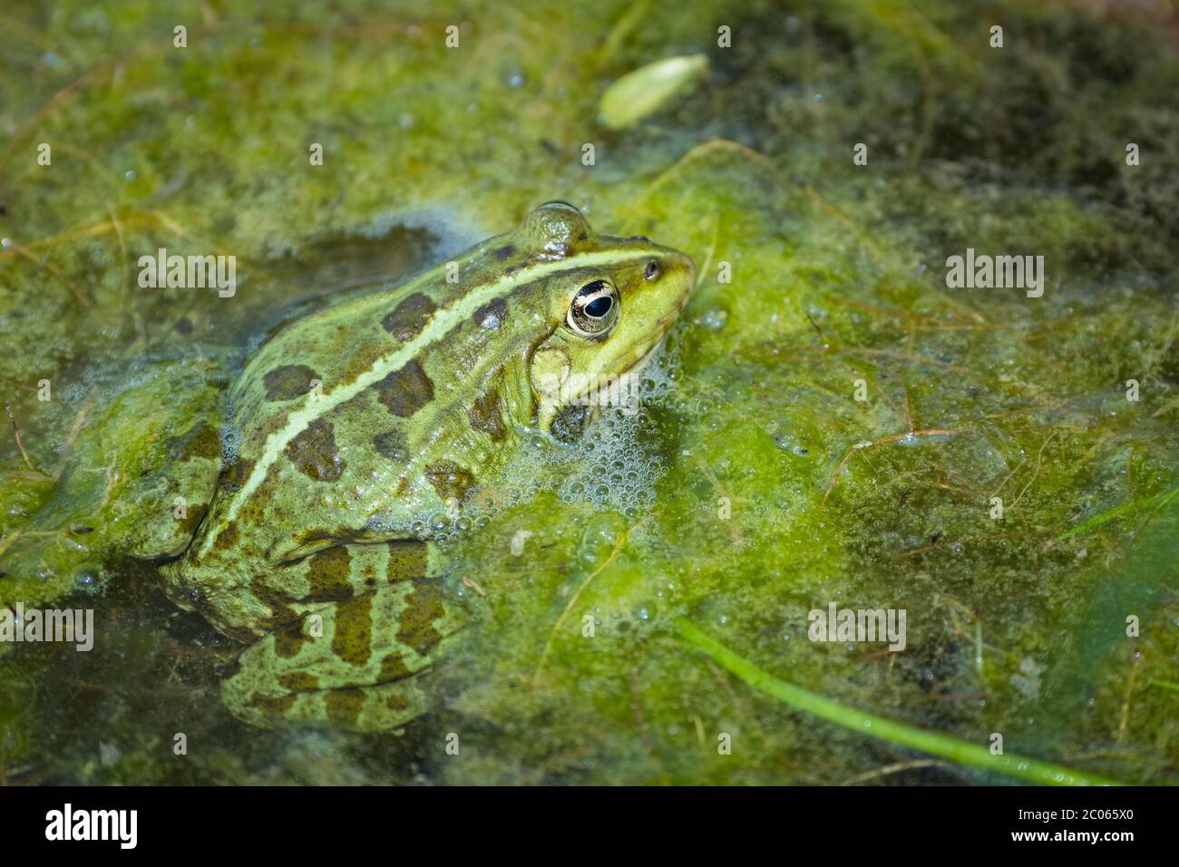Wasserfrosch (rana esculenta), sitzt in Wasserpflanzen im Teich, Niederösterreich, Österreich Stockfoto