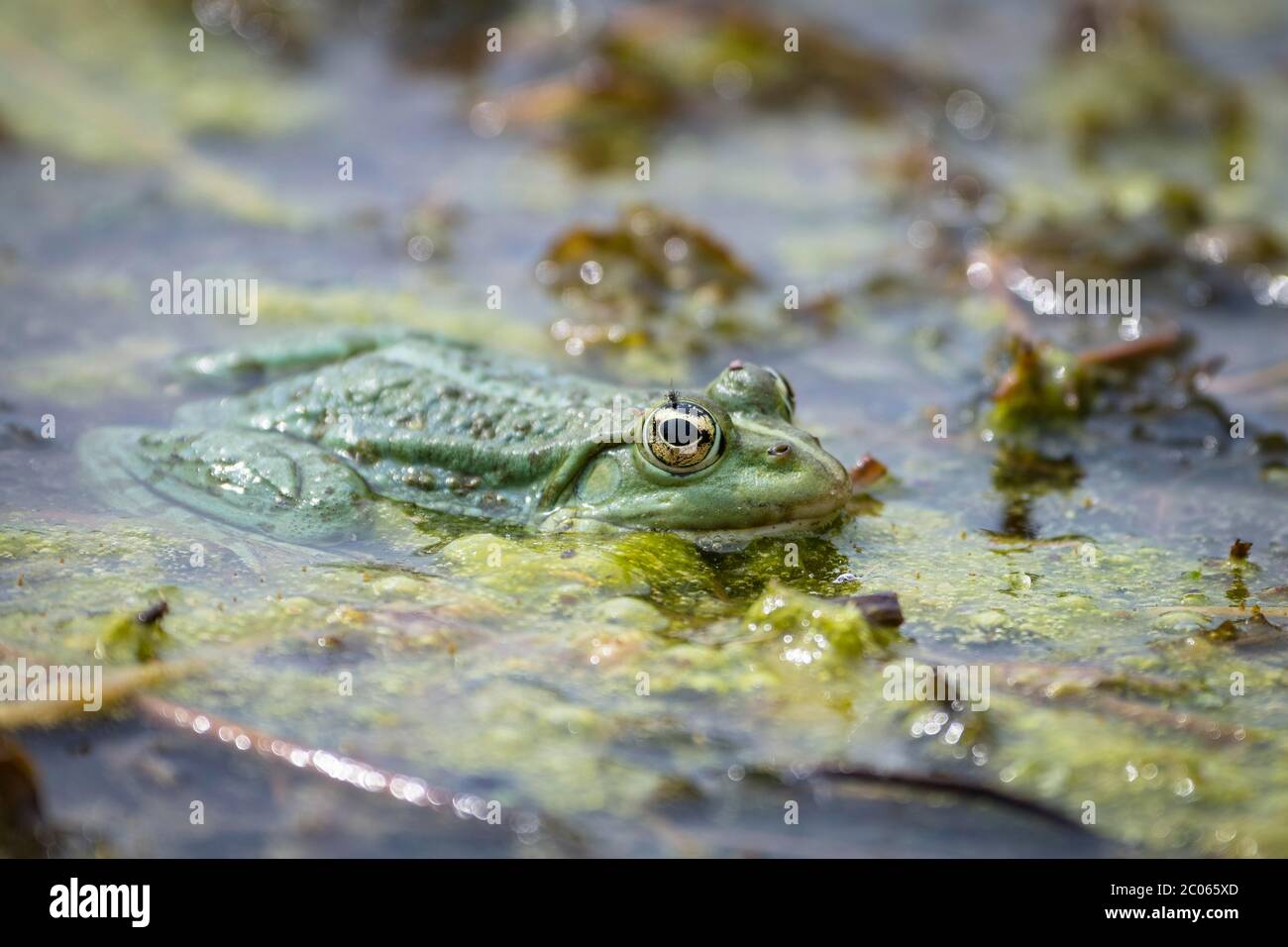 Wasserfrosch (rana esculenta), sitzt in Wasserpflanzen im Teich, Niederösterreich, Österreich Stockfoto