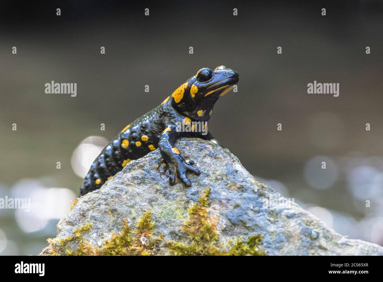 Feuersalamander (Salamandra salamandra) auf Stein sitzend, Nationalpark Thayatal, Niederösterreich, Österreich Stockfoto