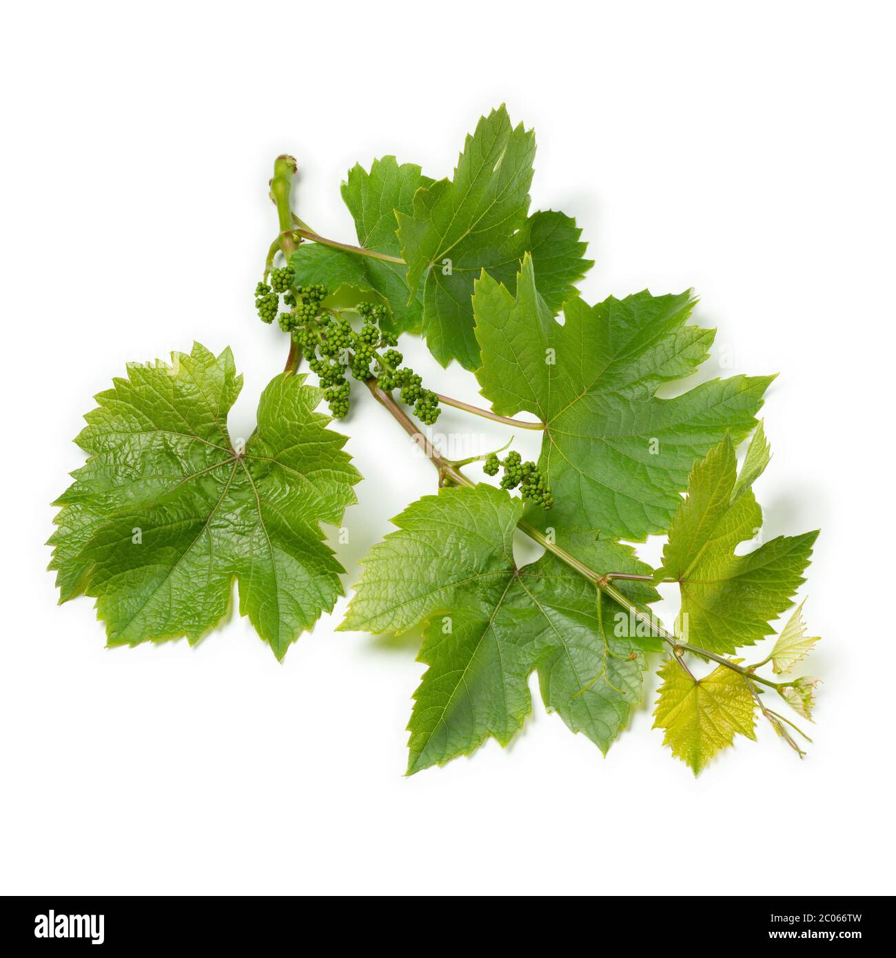 Zweig einer Weinrebe auf weißem Hintergrund isoliert Stockfoto