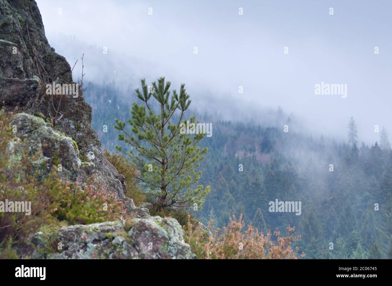Kiefer auf Stein im Nebel Stockfoto