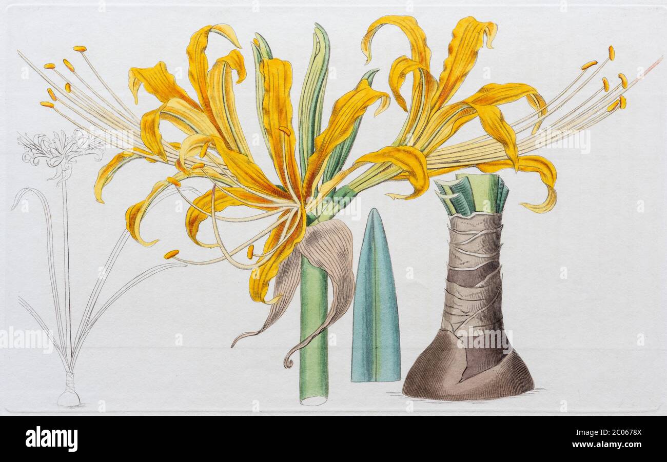 Spider Lily (Lycoris aurea), handkolorierter Kupferstich von Sydenham Edwards, aus Edwards' Botanical Register, London, England, 1822 Stockfoto