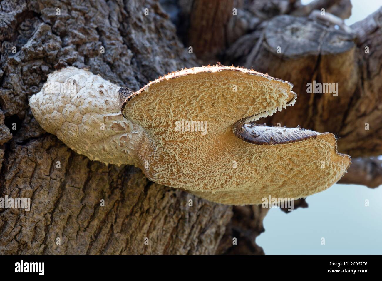 Dryads Sattelpilz wächst auf einem toten Baumstumpf Stockfoto