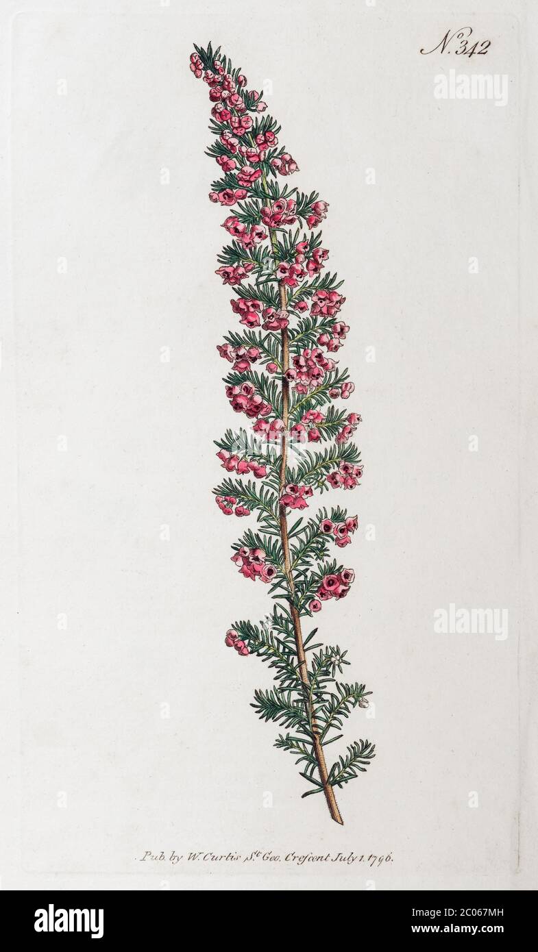 Gewöhnliches Heidekraut (Erica persoluta), handkolorierter Kupferstich aus dem William Curtis Botanical Magazine, London, 1796 Stockfoto