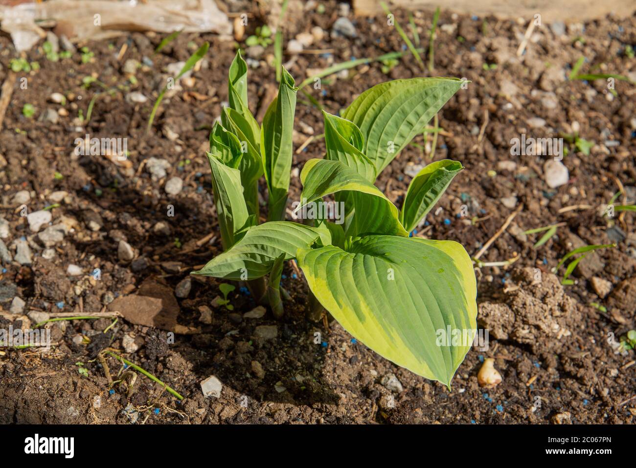 Im Garten beginnt das Wachstum von Hosta zu wachsen Stockfoto