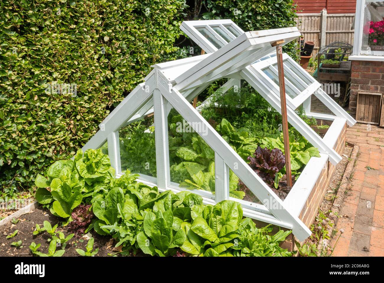 Salat und andere Salatblätter Pflanzen wachsen in einem kalten Rahmen in einem Garten im Juni, Großbritannien Stockfoto