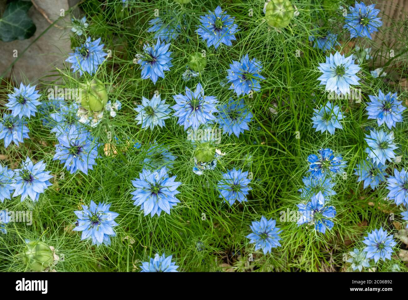 Love-in-a-Mist (Nigella damascena), blaue Blumen, UK, im Juni Stockfoto