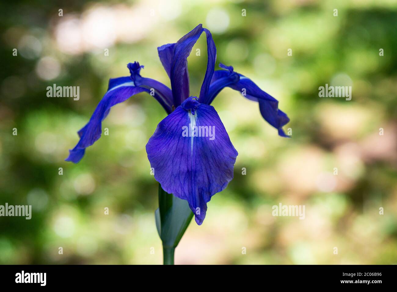 Die Blüte einer bunten japanischen Iris (Iris laevigata 'Variegata') Stockfoto