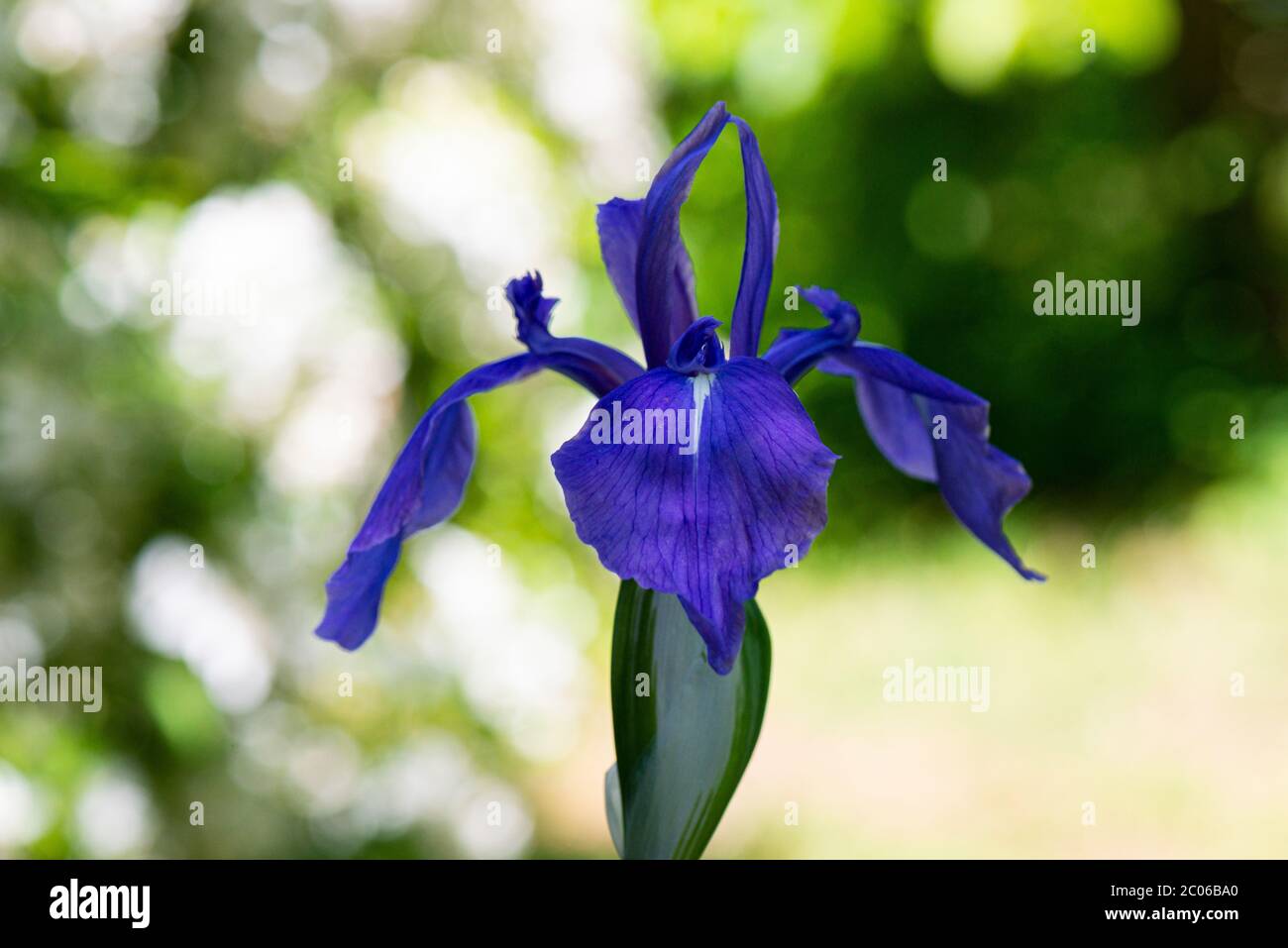 Die Blüte einer bunten japanischen Iris (Iris laevigata 'Variegata') Stockfoto
