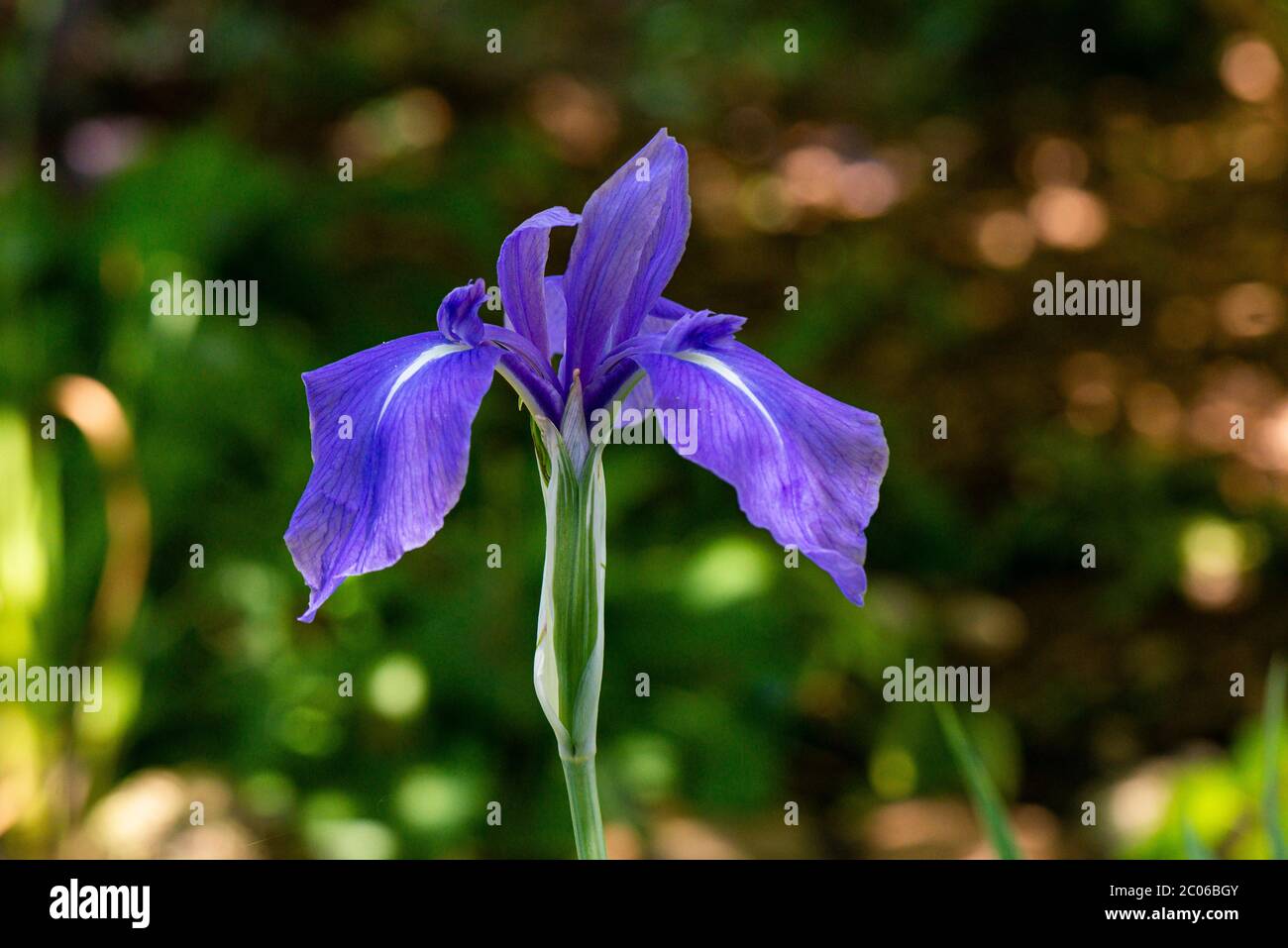 Die Blüte einer bunten japanischen Iris (Iris laevigata 'Variegata') Stockfoto