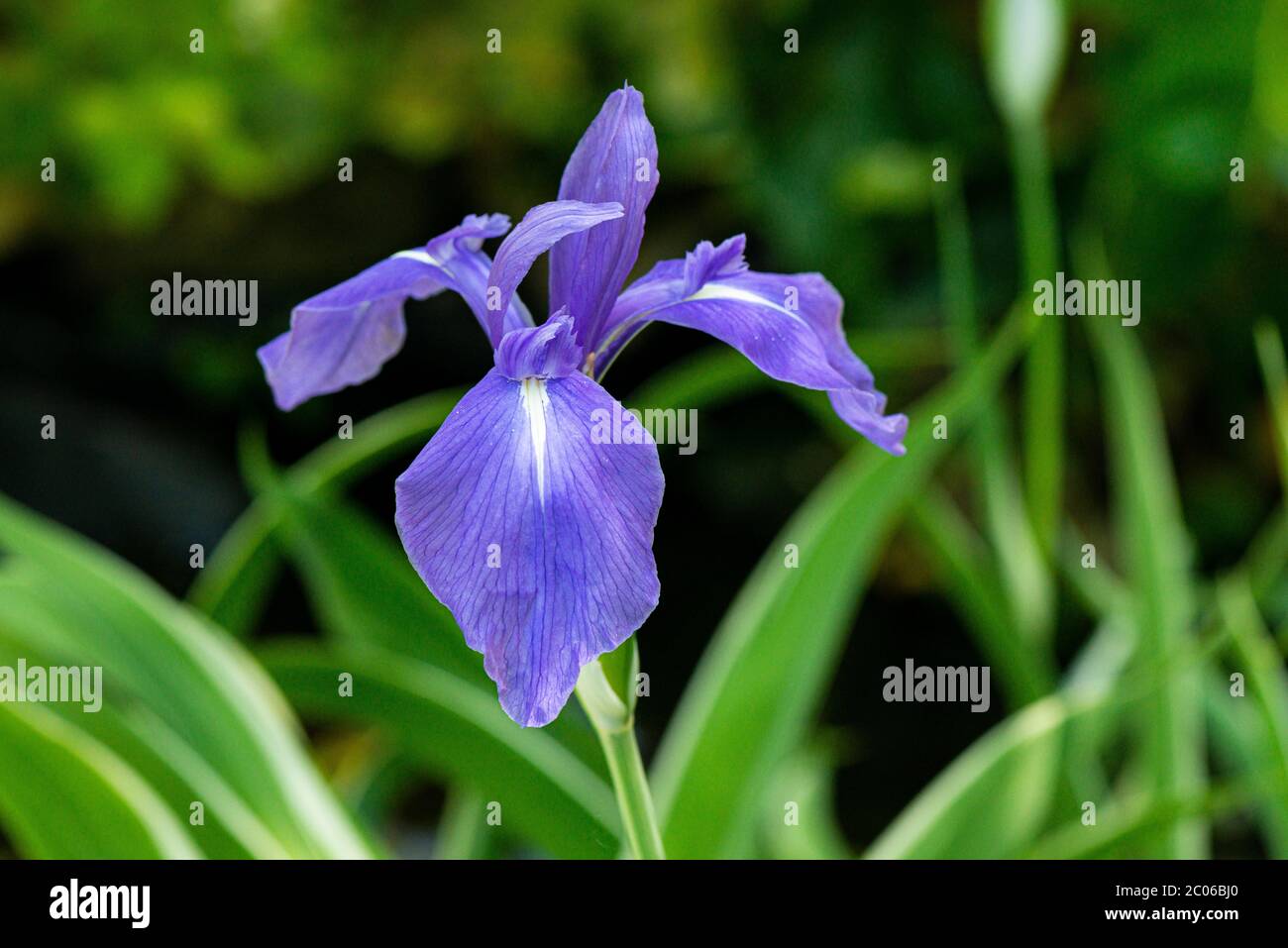Die Blüte einer bunten japanischen Iris (Iris laevigata 'Variegata') Stockfoto