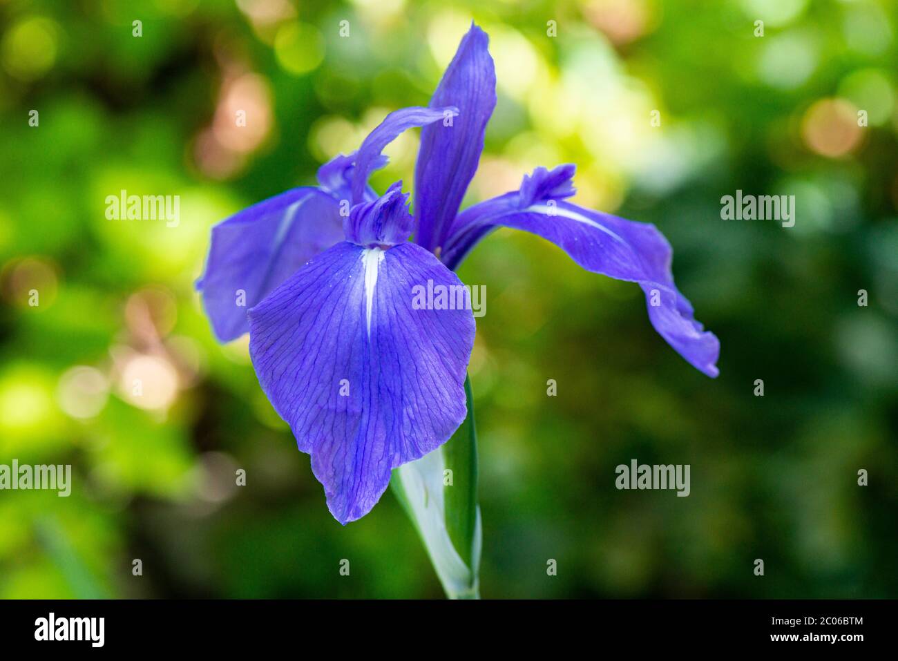 Die Blüte einer bunten japanischen Iris (Iris laevigata 'Variegata') Stockfoto