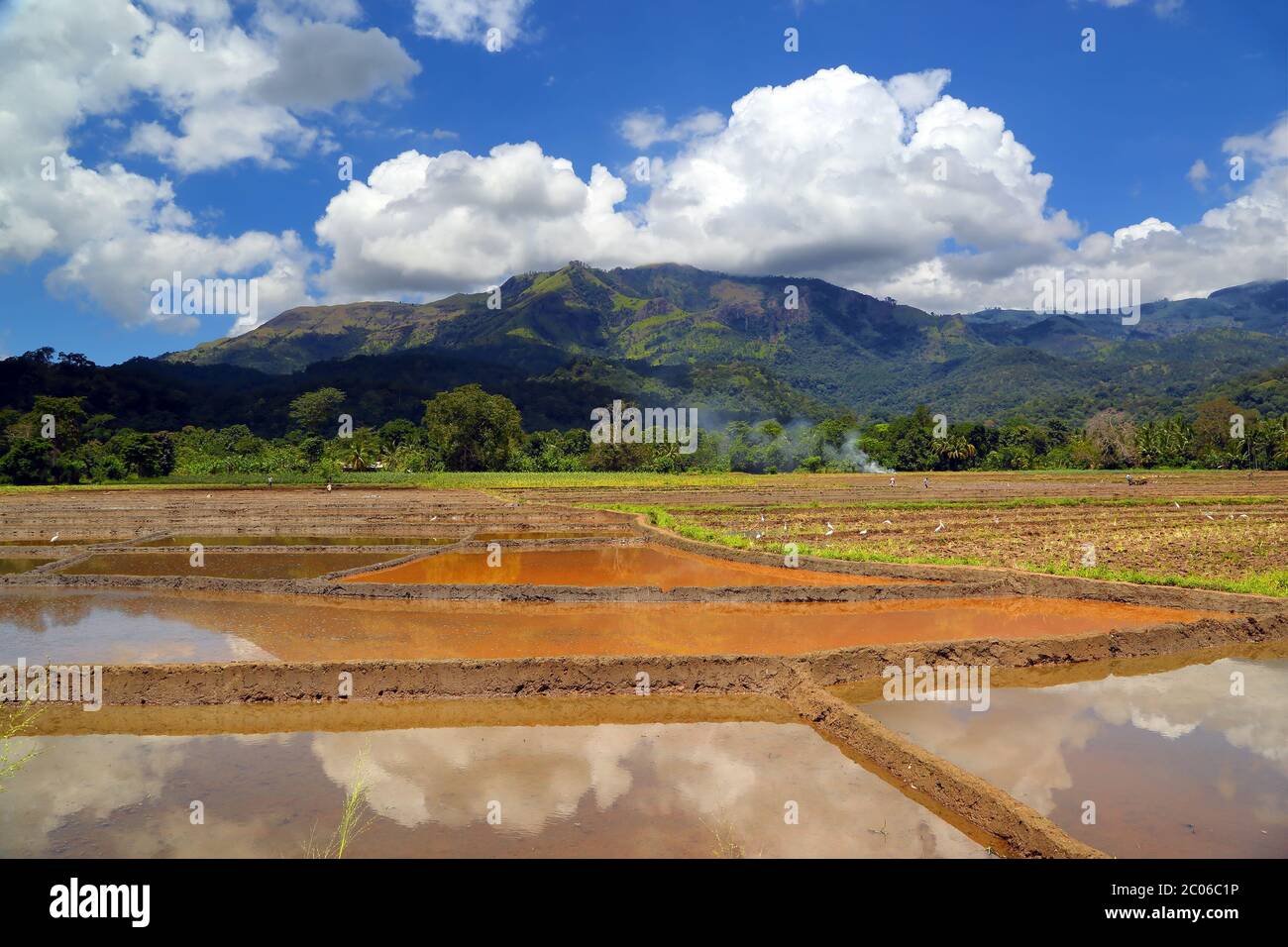 Berglandschaft mit Reis Plantage in Sri Lanka Stockfoto