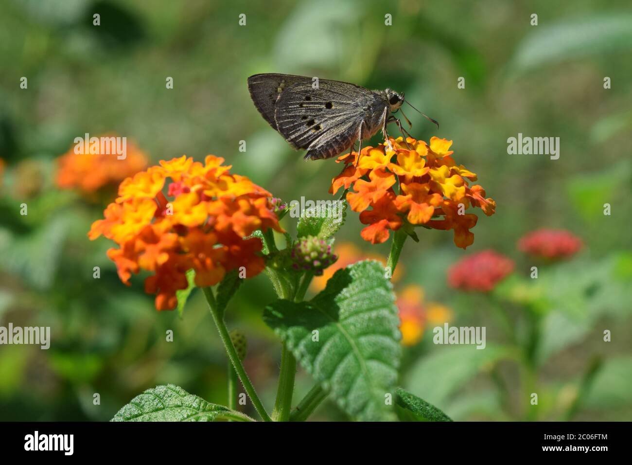 Schmetterling auf Lantana Camara Blume Stockfoto