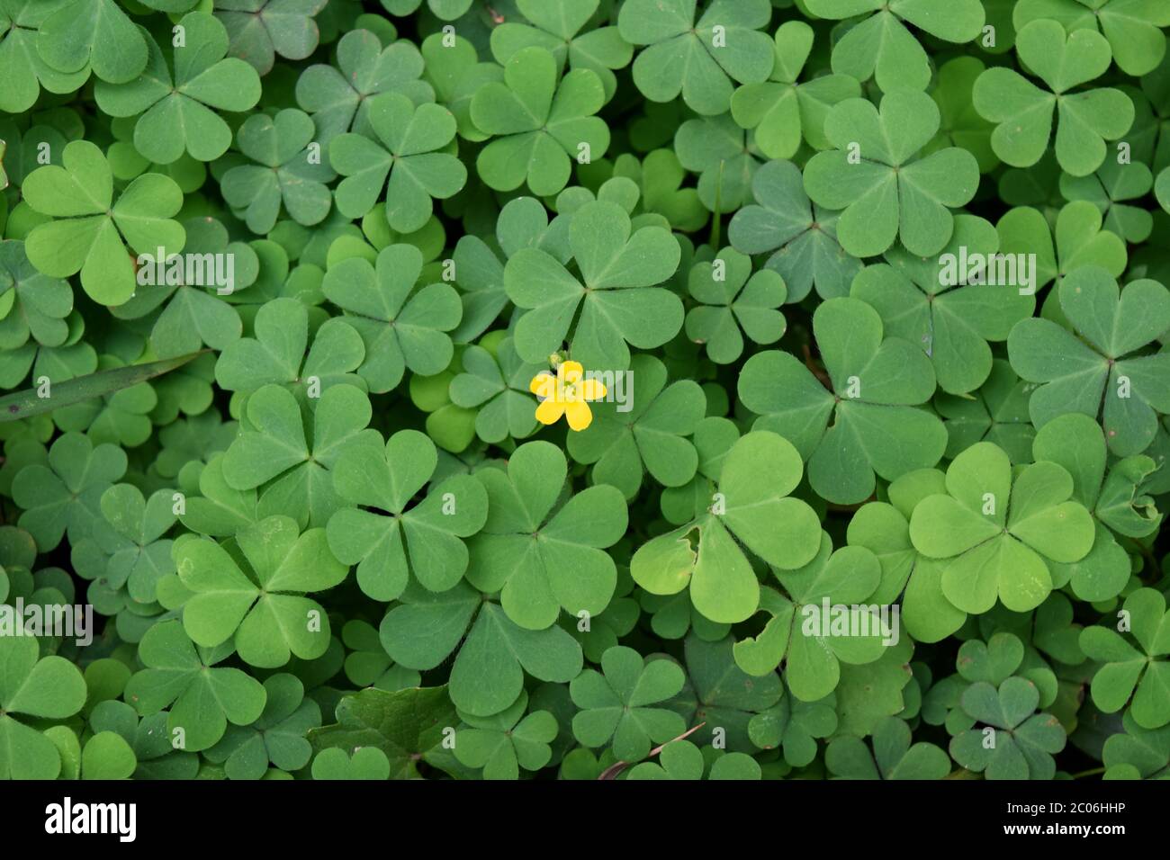 Gelbe Oxalis Blume auf grünen Blättern Muster Hintergrund, Schönheit der Pflanze, Erde schöne Pflanze wachsenden System in der Natur. Grüne schöne Pflanze . Stockfoto