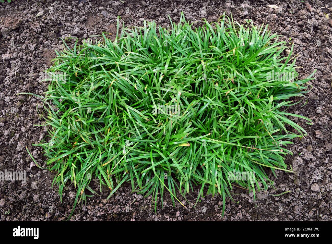Grünes Gras und Erde in der Park Natur Stockfoto