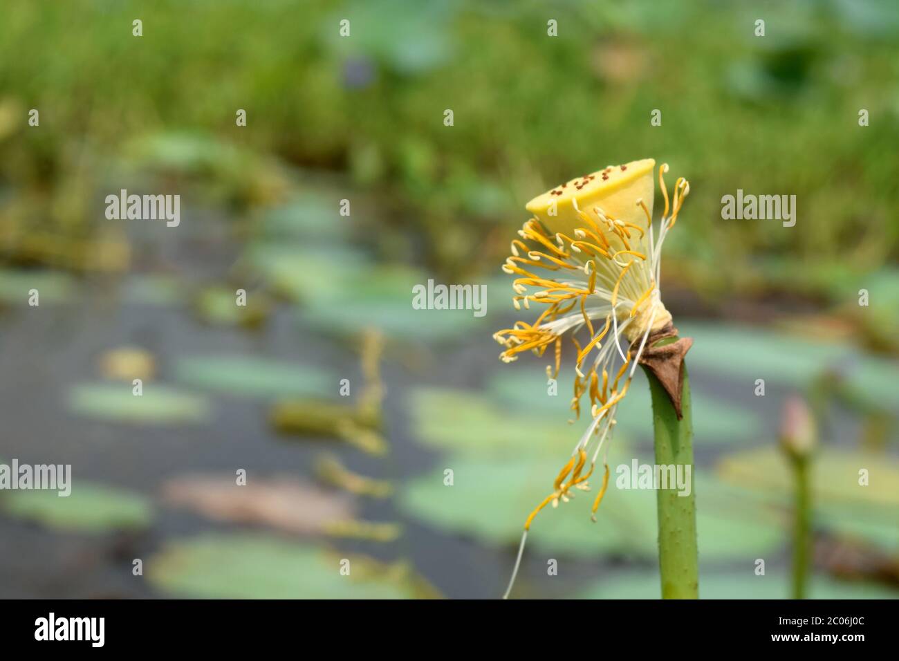 Lotusblüten Teil Samen Schönheit im Teich Stockfoto