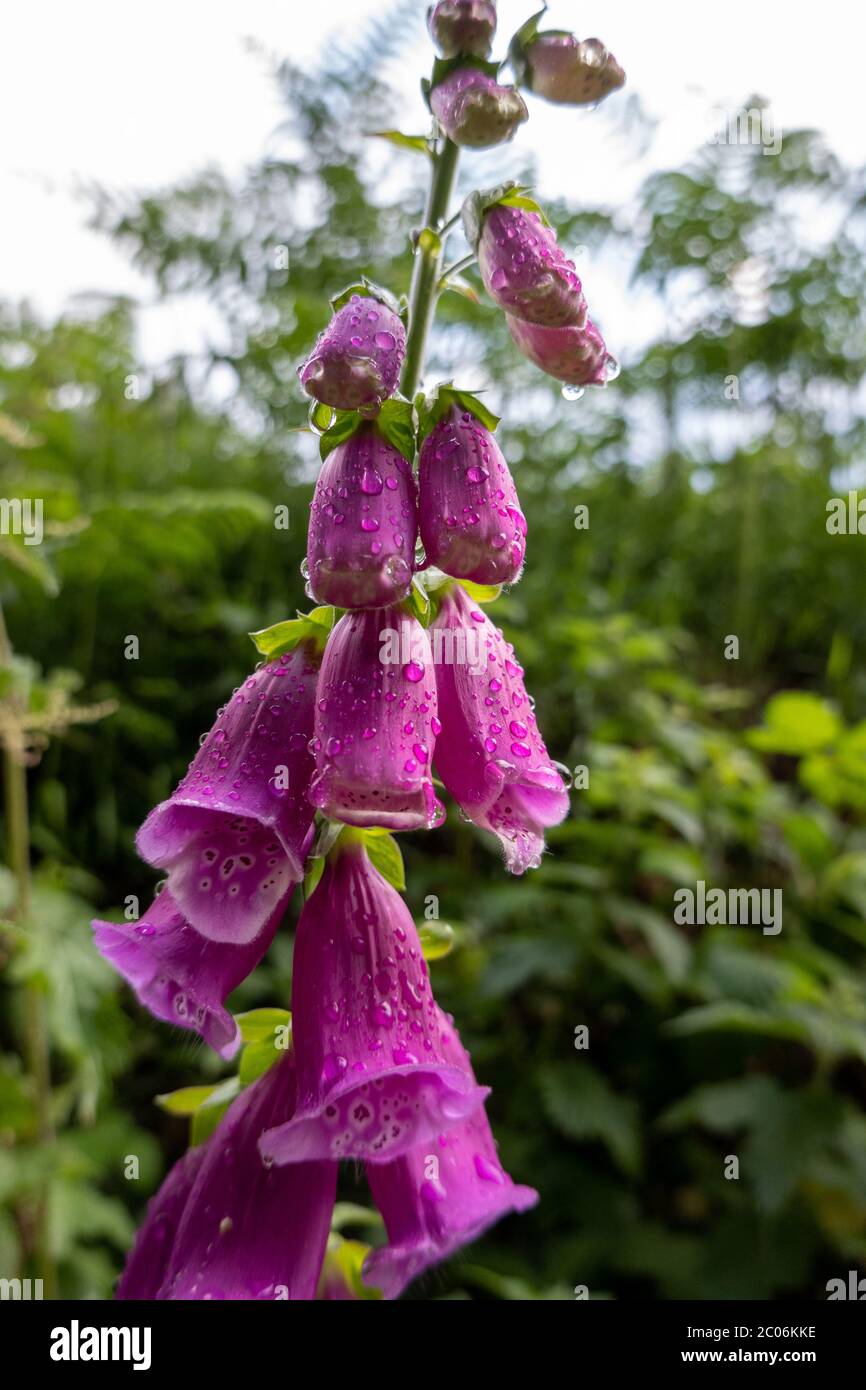 Nahaufnahme von lila Fingerhut, Digitalis purpurea, mit Wassertropfen Stockfoto