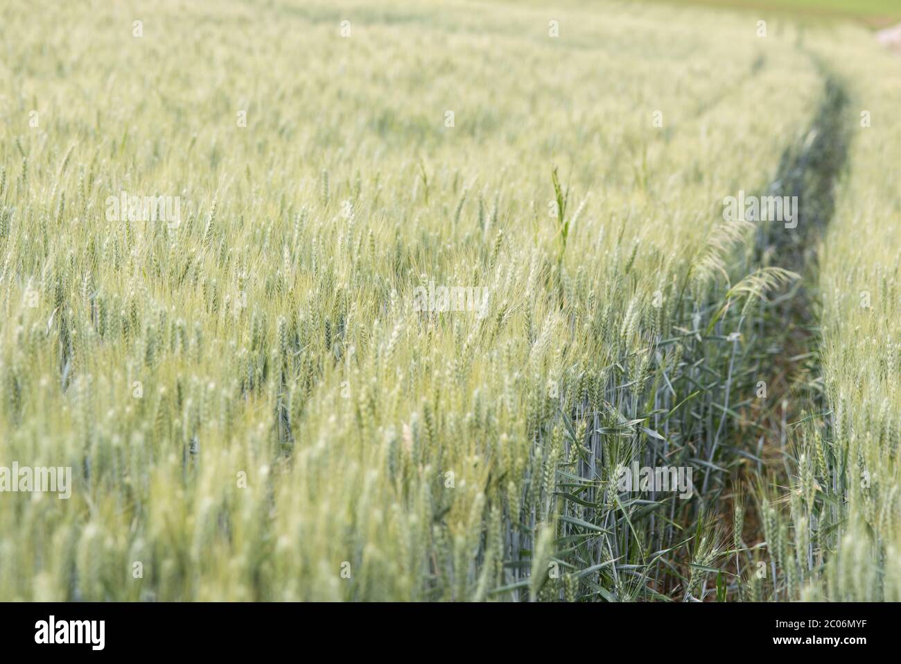Getreidefeld wächst in Mitteleuropa Stockfoto