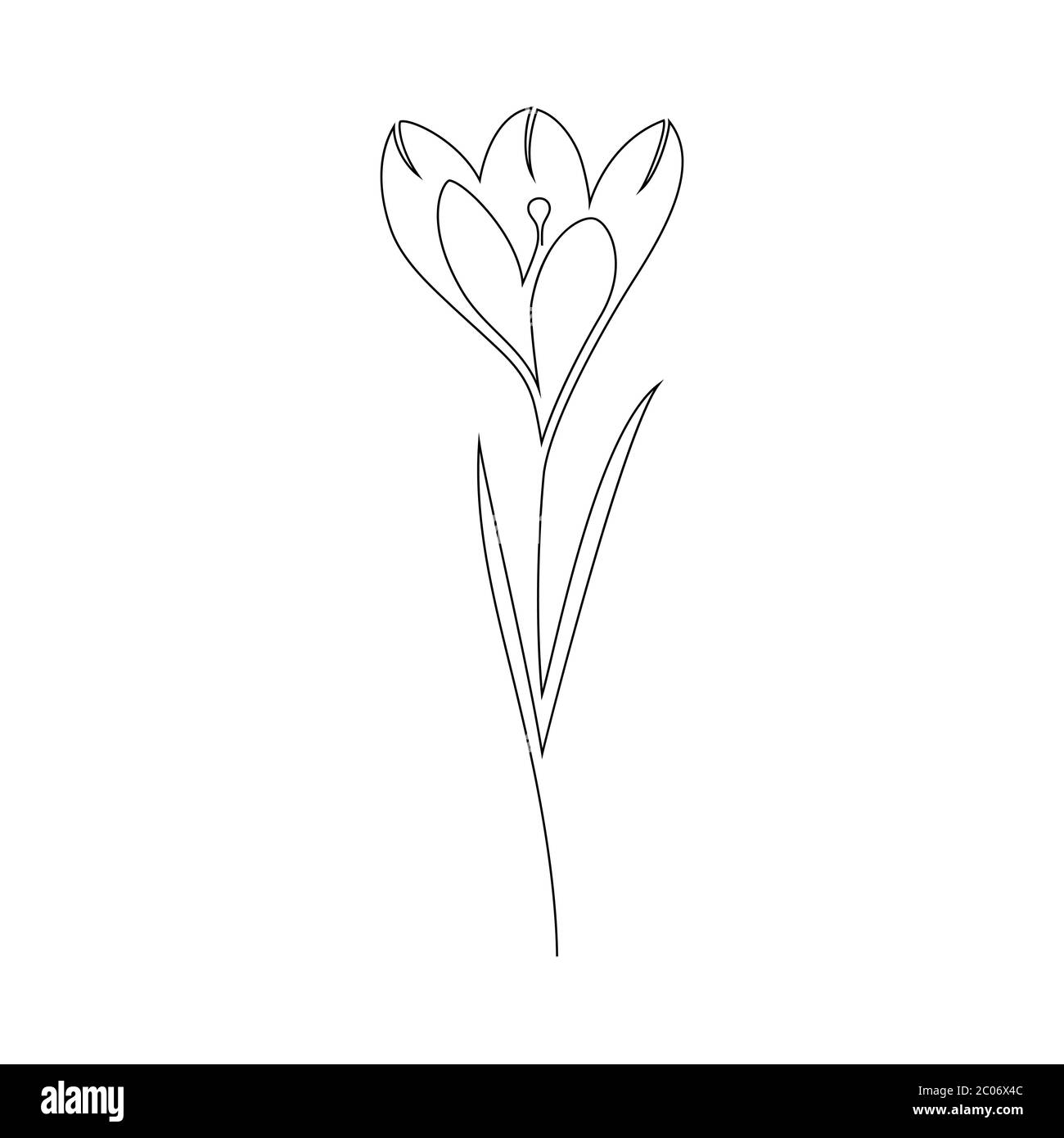 Krokus Blume auf weiß Stock Vektor