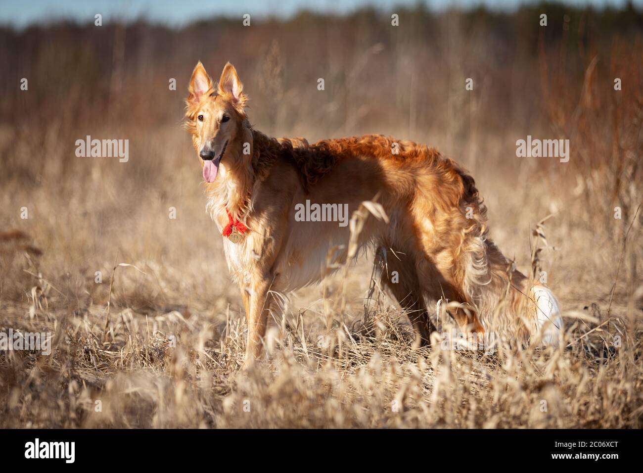 Roter Barsoi-Welpe geht am Frühlingstag draußen, russischer Windhund, elf Monate alt Stockfoto